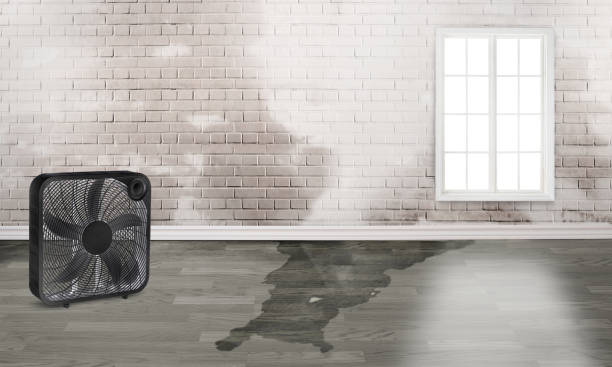 Best 24/7 water damage repair  in Elsberry, MO